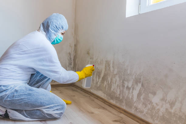 Licensed Basement Mold Remediation service in Erie, PA - WQB Mold Removal
