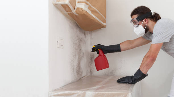 Professional Basement Mold Remediation technician working in Erie, PA