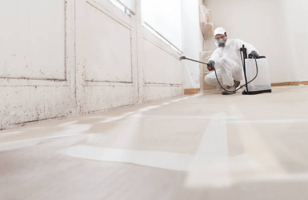 24/7 Emergency Basement Mold Remediation experts in Erie, PA