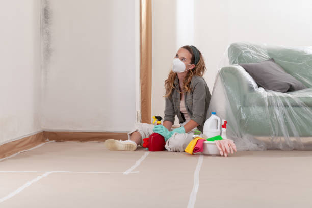 Reliable Basement Mold Remediation contractor in Erie, PA by WQB Mold Removal